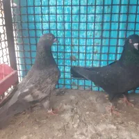 باسلام ب همه عشق بازها|پرنده|خمینی‌شهر, |دیوار