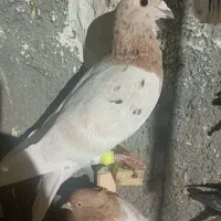 سار و سینه مقبول