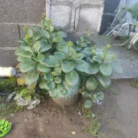 گل های مختلف