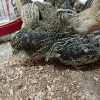 بلدرچین 40 روزه