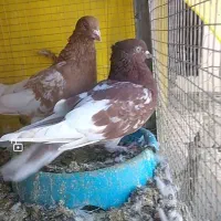 کفتر رنگی بهبهونی وشهری فسا|پرنده|فسا, |دیوار