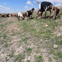 میش.گوسفند.بز