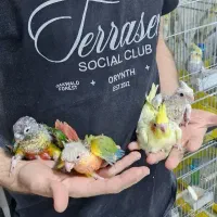 جشنواره طوطی گرینچیک و عروس هلندی و ملنگوی سرلاکی