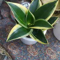 سانسوریا شمشیری ابلغ و پاکوتاه|گل و گیاه طبیعی|تهران, خانی آباد نو شمالی|دیوار