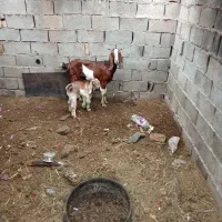 بز نیدی باکهره مادش|حیوانات مزرعه|آبادان, |دیوار