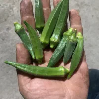 بامیه