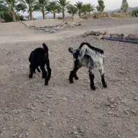 یه بزبربری بزرگ بادوتابزغاله نرماده|حیوانات مزرعه|پسکوه, |دیوار