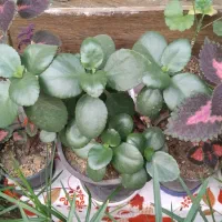 گل حسن یوسف و...|گل و گیاه طبیعی|مشهد, میان ولایت|دیوار