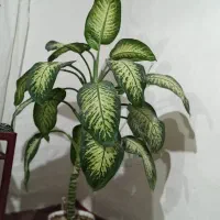 گل دیفن باخیا