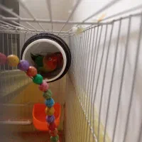 جفت عروس هلندی و کوتوله معاوضه|پرنده|مشهد, سجاد شهر|دیوار