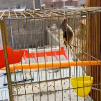 سهره|پرنده|قره چای, |دیوار