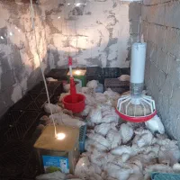 بوقلمون بیوتی دوماهه|حیوانات مزرعه|کلاردشت, |دیوار