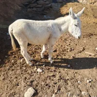 نره خر|حیوانات مزرعه|شیروان (خراسان), |دیوار