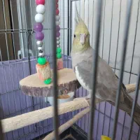 عروس هلندی ماده