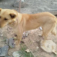 سگ ژ|سگ|شهرضا, |دیوار