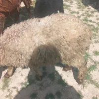 بره نر سفید