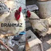 جوجه برهما لایت بوقلمون محلی نر ماده مرغ کرچ خروس|حیوانات مزرعه|رشت, بازار|دیوار
