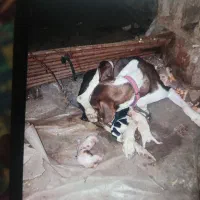 سگ گمشده|حیوانات|رامیان, |دیوار