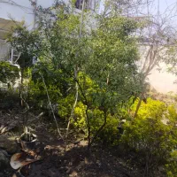 نوشهر