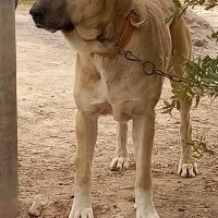 سگ نر سرابی