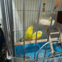 یک جفت مرغ عشق انگلیسی