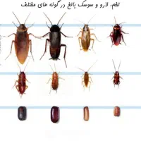 سمپاشی تضمینی یکساله سوسک ساس کنه موش کک(سم پاشی)|خدمات نظافت|ری, دولتآباد|دیوار