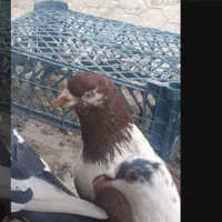 کلاغ سرخ|حیوانات|بجنورد, |دیوار