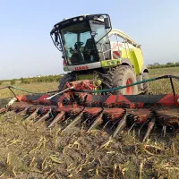 ذرت علوفه ای|عمده‌فروشی|فاضل آباد, |دیوار