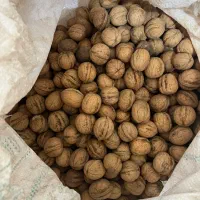 گردو خوش طعم تازه برداشت امسال شهر تویسرکان|خوردنی و آشامیدنی|تهران, گلچین|دیوار