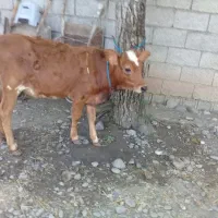 لیشه چالوسی