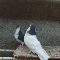 کفتر جفتگاه