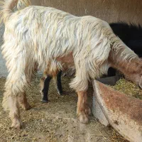 کهره نر|حیوانات مزرعه|وحدتیه, |دیوار