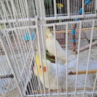 عروس هلندی لوتینو مولد دو جفت با دو جوجه|پرنده|قرق, |دیوار