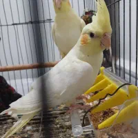 عروس هلندی|پرنده|کارون, |دیوار