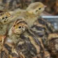 پرورش ماکیان آشیانه سپید|حیوانات مزرعه|مشهد, چهاربرج|دیوار