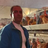 جوجه،نیمچه ،گلپایگانی،سانپارس ،|حیوانات مزرعه|تهران, جوادیه|دیوار