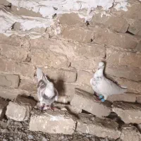 کفتر|پرنده|چناران, |دیوار