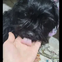 سگ شیتزو  ۱ ساله