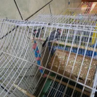 فنج نر و ماده