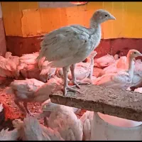 بوقلمون یک ماهه