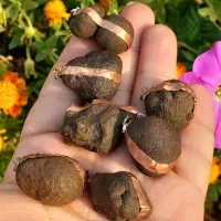 هبهاب خاص و کمیاب ومهره برد|جواهرات|بوشهر, |دیوار