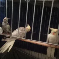سه تا جوجه ۳ماه
