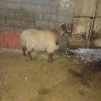 قوچ همو|حیوانات مزرعه|گرمخان, |دیوار