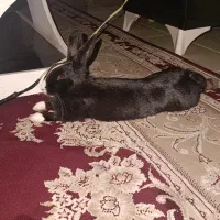 خرگوش