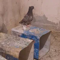 کوهی مایدم ماده