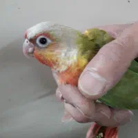 جوجه گرین چیک دبل رد سرلاکی