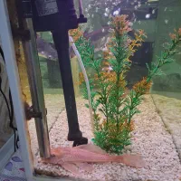 آکواریوم شرکتی خارجی