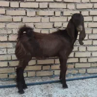 بز نر|حیوانات مزرعه|امیدیه, |دیوار