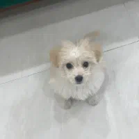 سگ مالتیبو بسیار باهوش