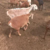 ۳عدد میش زایده جوان برای مال داری